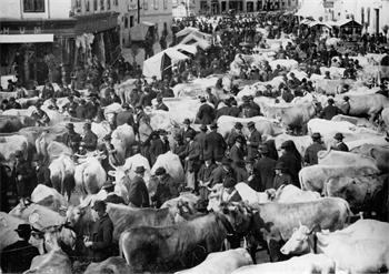 Viehmarkt auf dem Zwettler Hauptplatz, 1936, StAZ, Sign. BA 04-14-18