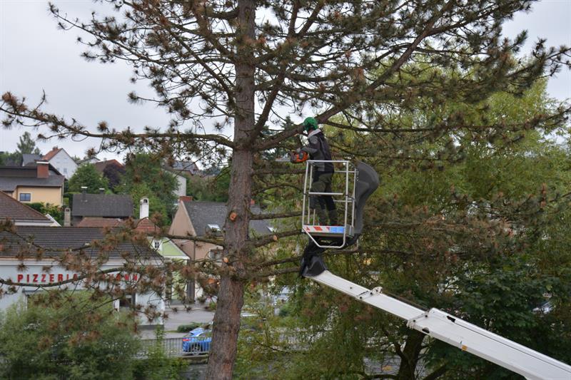 Ein Arbeit auf einem Hubsteiger beim Baumschnitt